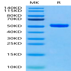 Human Peptide Ready HLA-A*11