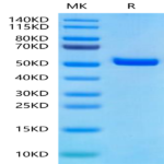 Biotinylated Human Peptide Ready HLA-A*11