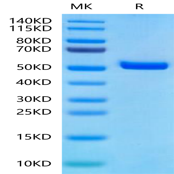 Biotinylated Human Peptide Ready HLA-A*11
