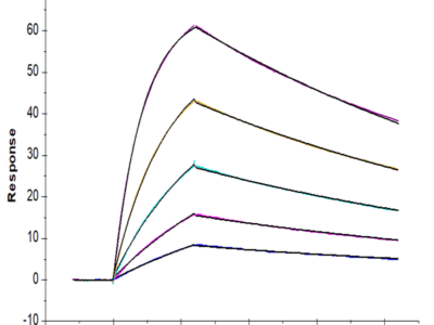 Human HLA-A*11