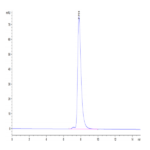 Human HLA-A*11