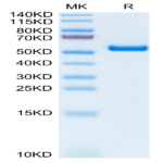 Biotinylated Human HLA-A*11