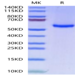 FITC-Labeled Human HLA-A*11