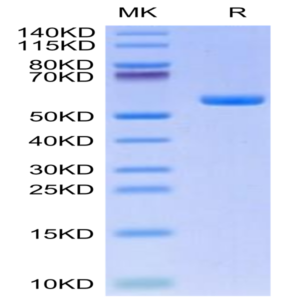 Human HLA-A*11