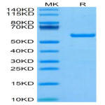 Biotinylated Human HLA-A*11