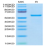 Human HLA-A*03