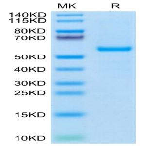 Human HLA-A*03