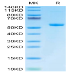 Biotinylated Human HLA-A*03