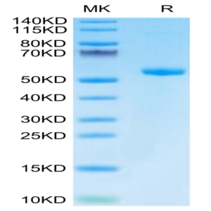Biotinylated Human HLA-A*03