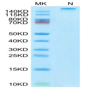 Human HLA-A*03