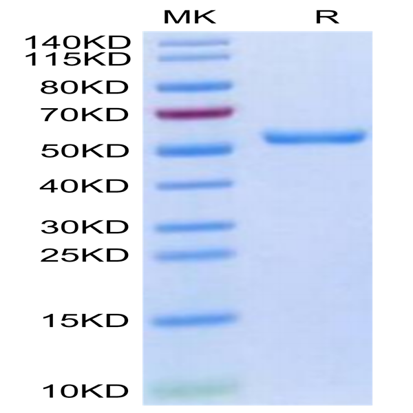 Human HLA-A*02