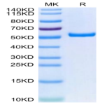 Biotinylated Human HLA-A*02