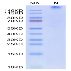 Human HLA-A*01