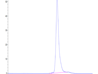 Human HLA-A*01