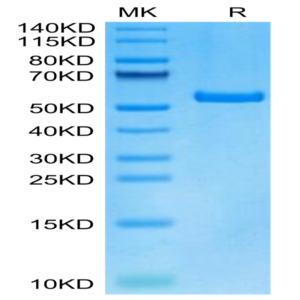 Human HLA-A*01