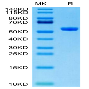 Human HLA-A*11