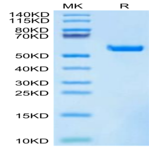 Biotinylated Human HLA-A*11