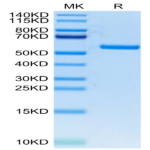 FITC-Labeled Human HLA-A*11