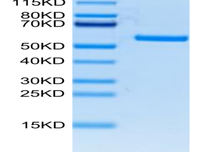 FITC-Labeled Human HLA-A*11