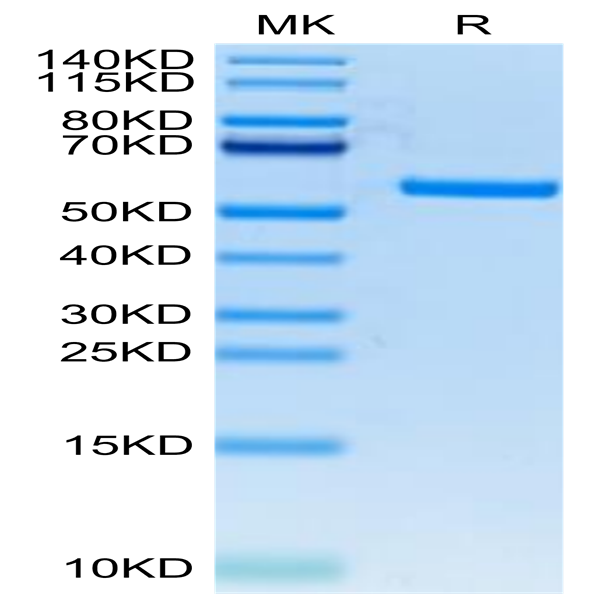 FITC-Labeled Human HLA-A*11
