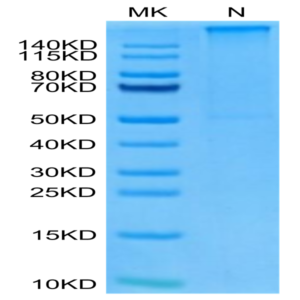 Human HLA-A*11