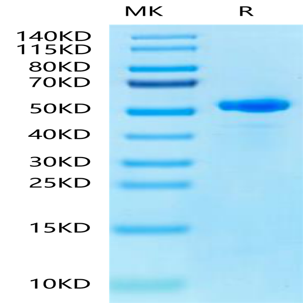 Human Peptide Ready HLA-E*01