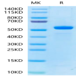 Biotinylated Human Peptide Ready HLA-E*01