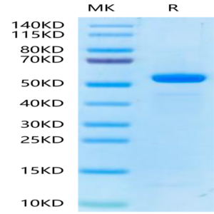 Biotinylated Human Peptide Ready HLA-E*01