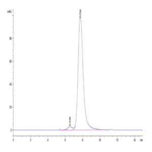 Human HLA-A*24