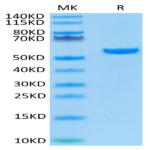 Human HLA-A*02