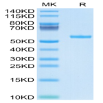 Biotinylated Human HLA-A*02