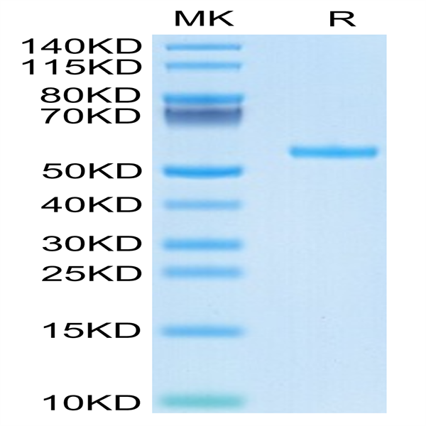 Biotinylated Human HLA-A*02