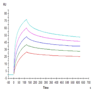Human HLA-A*02