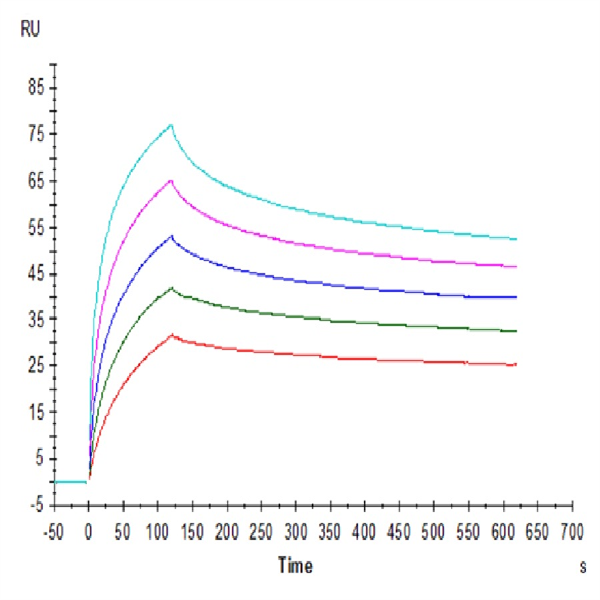 Human HLA-A*02