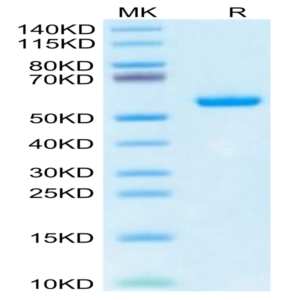 Human HLA-A*02