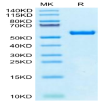 Biotinylated Human HLA-A*02