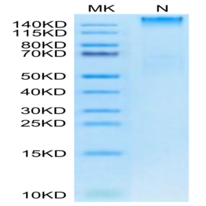 Human HLA-A*02