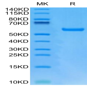 Human HLA-A*24