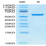 Biotinylated Human HLA-A*24
