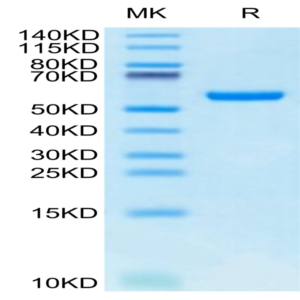 Biotinylated Human HLA-A*24