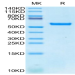 Biotinylated Human HLA-A*24