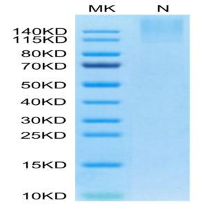 Human HLA-A*24