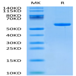 Human HLA-C 03