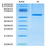 Biotinylated Human HLA-C*03