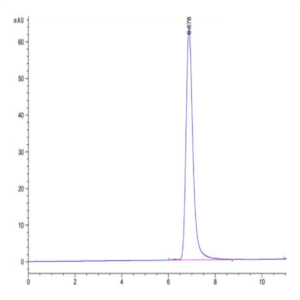 Human HLA-C*03