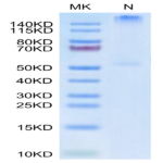 Human HLA-C*03