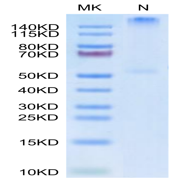 Human HLA-C*03