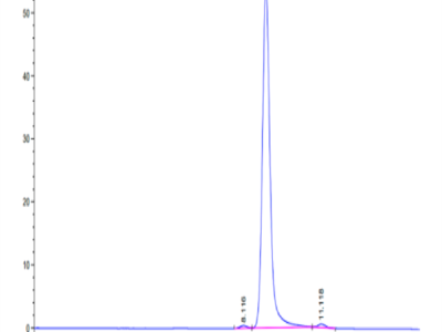 Human HLA-A*11