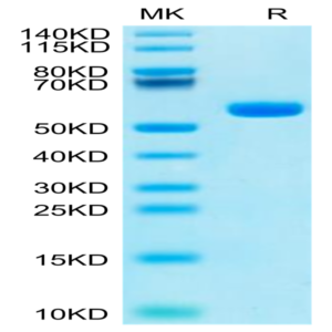 Human HLA-A*11