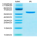 Biotinylated Human HLA-A*11